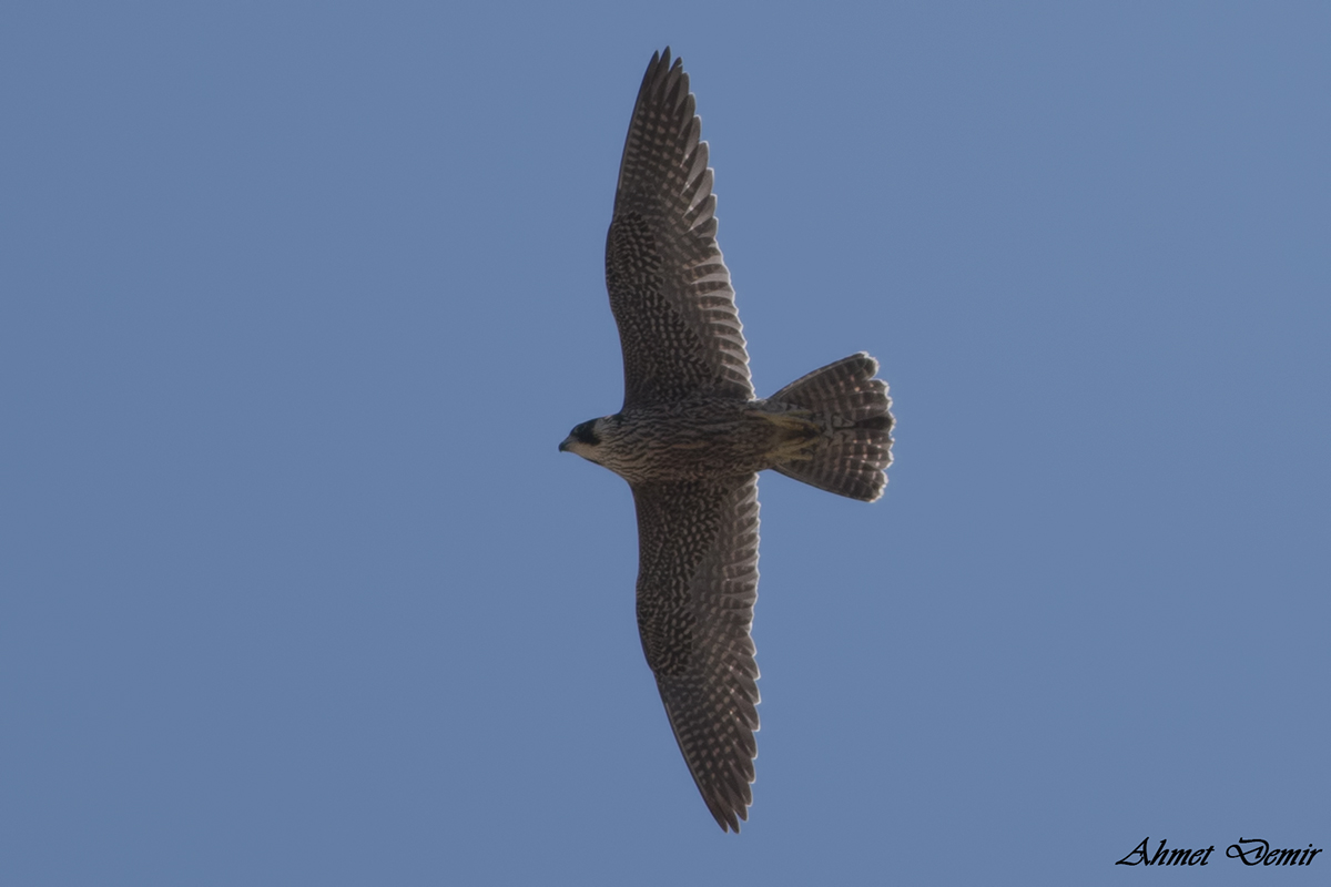 Peregrine Falcon
